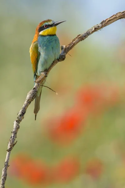 Comedor Abelhas Merops Apiaster Empoleirado Parque Nacional Kiskunsg Hungria Europa — Fotografia de Stock