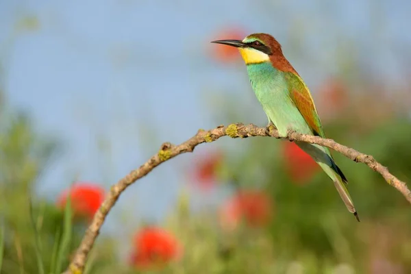 Bienenfresser Merops Apiaster Hockend Kiskunsg Nationalpark Ungarn Europa — Stockfoto