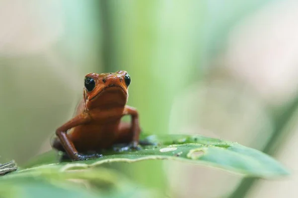 กบพ ษสตรอเบอร Oophaga Pumilio งอย บนใบ งหว ดเฮอร คอสตาร อเมร — ภาพถ่ายสต็อก