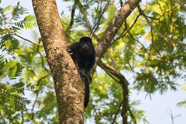Mantled Howler Alouatta Palliata Odpočívající Stromě Provincie Limn Kostarika Střední — Stock fotografie
