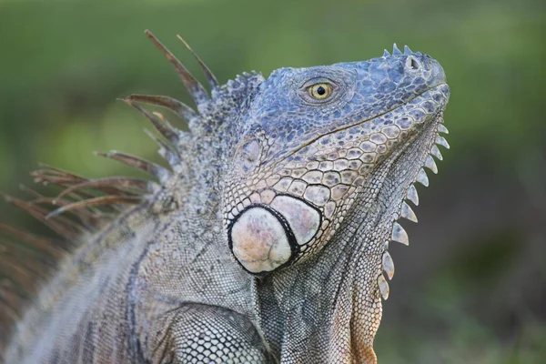 Green Iguana Iguana Iguana Portrait Limn Province Costa Rica Central — Stock Photo, Image