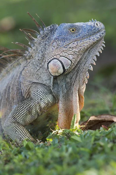 Iguana Verde Iguana Iguana Retrato Província Limn Costa Rica América — Fotografia de Stock