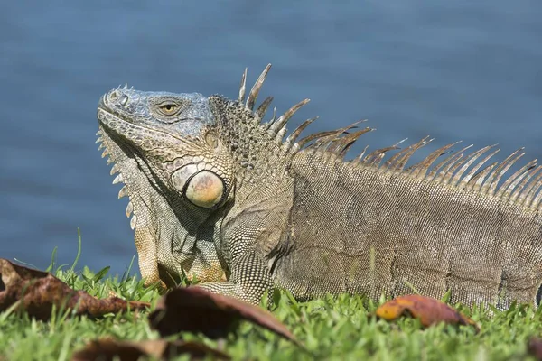 Green Iguana Iguana Iguana Water Limn Province Costa Rica Central — Stock Photo, Image