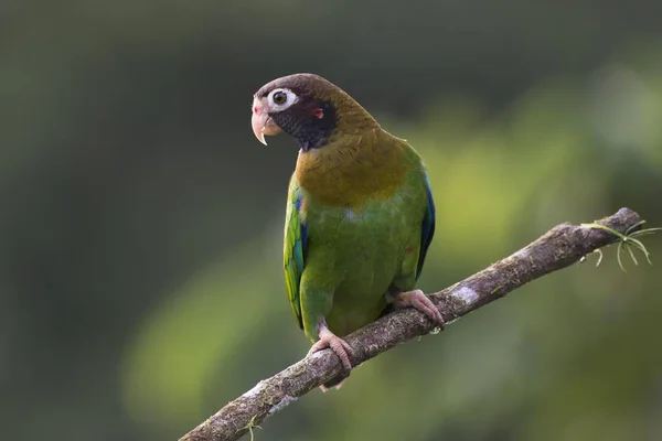 Brown Hooded Parrot Pyrilia Haematotis Perched Tree Branch Male Heredia — Stock Photo, Image