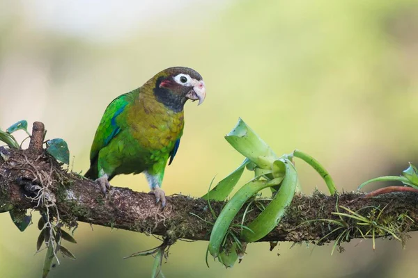 Brown Hooded Parrot Pyrilia Haematotis Perched Tree Branch Male Heredia — Stock Photo, Image