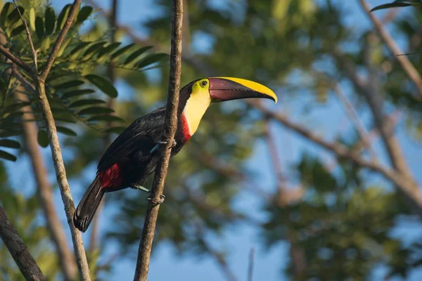 Swainson Toucan Ramaphastos Swainsonii Σκαρφαλωμένο Κλαδί Δέντρου Επαρχία Heredia Κόστα — Φωτογραφία Αρχείου