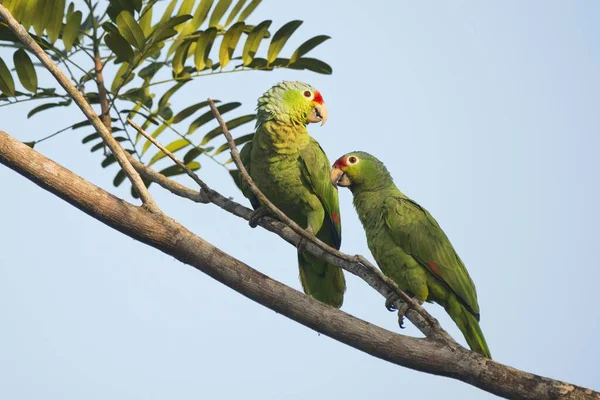 Amazonas Lore Rojo Amazona Otoñal Encaramadas Una Rama Árbol Par —  Fotos de Stock