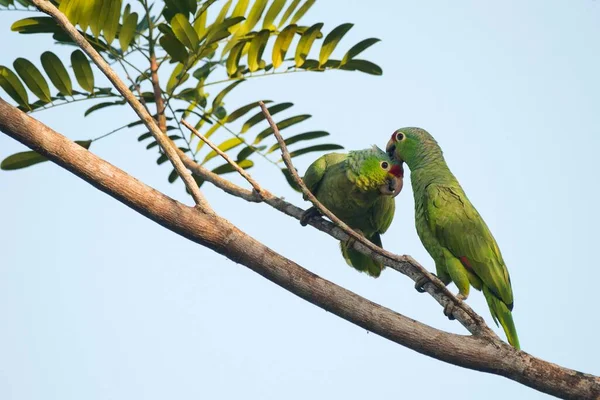 Amazonas Lore Rojo Amazona Otoñal Encaramadas Una Rama Árbol Emparejamiento —  Fotos de Stock