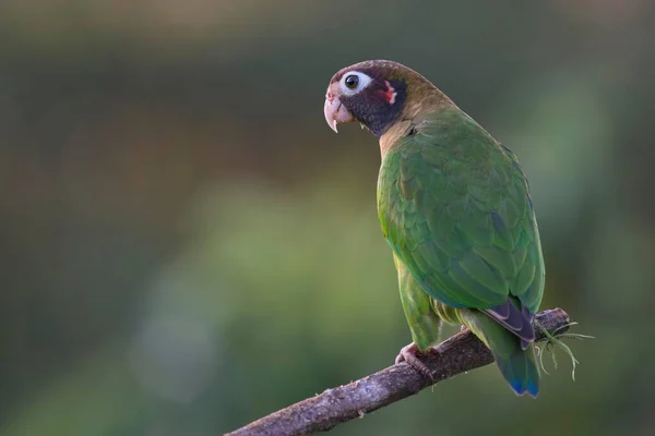 Brown Hooded Parrot Pyrilia Haematotis Perched Tree Branch Male Heredia — Stock Photo, Image