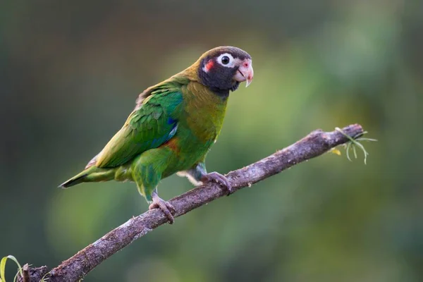 Braunhaubenpapagei Pyrilia Haematotis Hockt Auf Einem Ast Männchen Heredia Province — Stockfoto