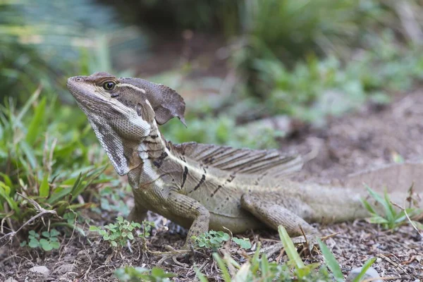 Κοινός Βασιλίσκος Basiliscus Basiliscus Quepos Επαρχία Puntarenas Κόστα Ρίκα Κεντρική — Φωτογραφία Αρχείου