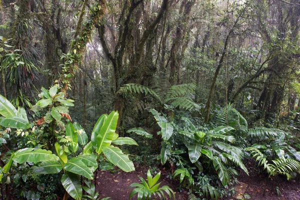 Floresta Nuvens Santa Elena Cloud Forest Reserve Província Alajuela Costa — Fotografia de Stock