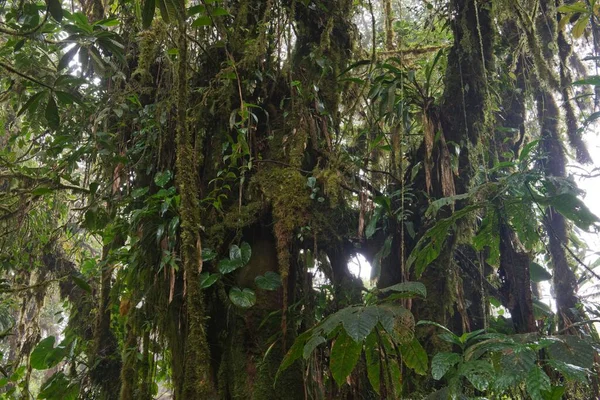 Floresta Nuvens Santa Elena Cloud Forest Reserve Província Alajuela Costa — Fotografia de Stock