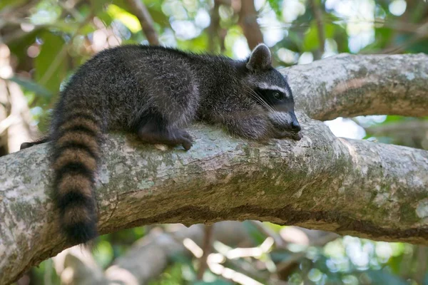 Raccoon Procyon Lotor Ligger Trädgren Trädet Manuel Antonio National Park — Stockfoto