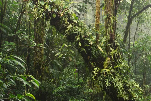 Cloud Forest Santa Elena Cloud Forest Reserve Alajuela Province Costa — Stock Photo, Image