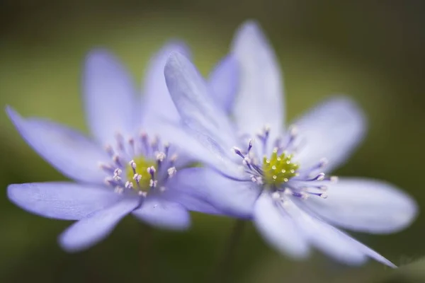 Hepatica Transsilvanica Hepatica Transsylvanica Emsland Bassa Sassonia Germania Europa — Foto Stock