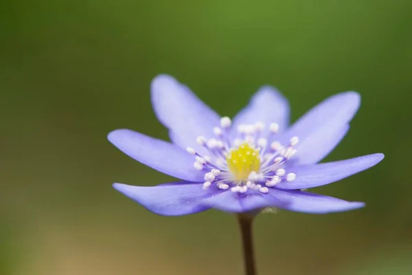 Hepatica Transsilvanica Hepatica Transsylvanica Emp Org Lower Saxony Germany Europe — 图库照片