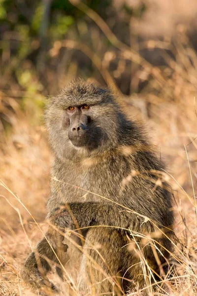 Olivolja Papio Anubis Pejeta Conservancy Kenya Afrika — Stockfoto