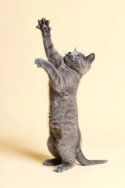 Rasowy Kot Rosyjski Niebieski Kociak Wiek Tygodni Niewolnik — Zdjęcie stockowe
