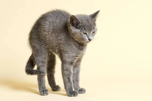 Gatto Razza Pura Russo Blu Gattino Età Settimane Prigioniero — Foto Stock