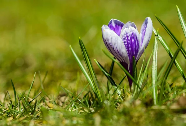 紫色番红花 番红花属 Bavaria Germany Europe — 图库照片