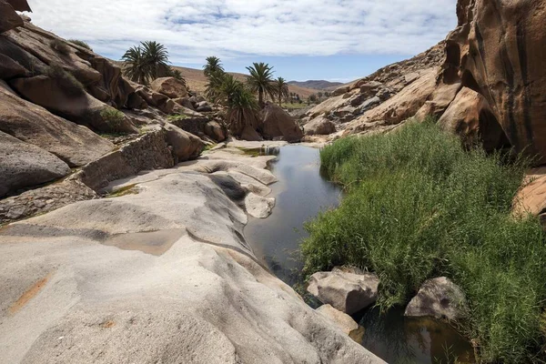 Schilffluss Barranco Las Penitas Der Nähe Von Vega Rio Palmas — Stockfoto