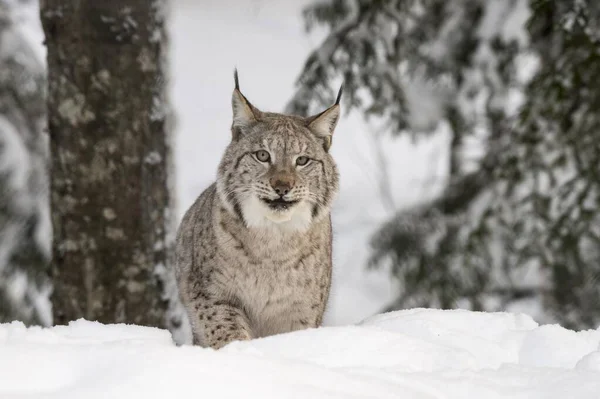 Linho Eurásia Lynx Lynx Neve Cativeiro Trones Noruega Europa — Fotografia de Stock