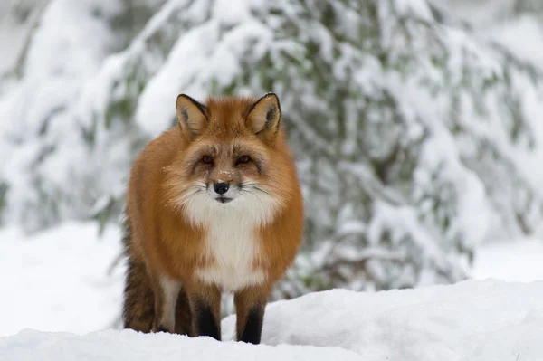 Fox Vulpes Snow Captive Trones Norway Europe — Stock Photo, Image