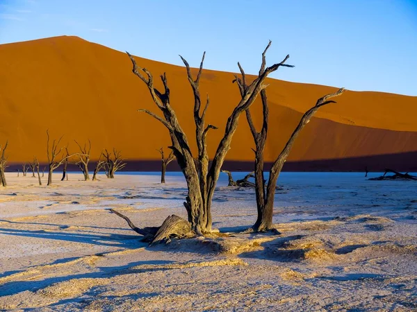 Dode Kamelendoornbomen Vachellia Erioloba Dead Vlei Voor Zandduinen Zoutpan Sossusvlei — Stockfoto