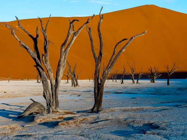 Espinos Camellos Muertos Vachellia Erioloba Dead Vlei Frente Dunas Arena — Foto de Stock