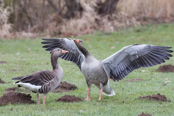 Greylag Husa Anser Anser Pár Dvoření Displej Hesensko Německo Evropa — Stock fotografie