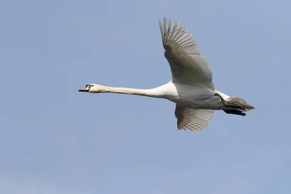 Flying Mute Swan Cygnus Olor Tegen Een Blauwe Lucht Hessen — Stockfoto