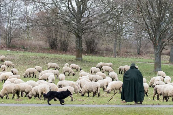 Pastýř Hejnem Ovcí Ovčáků Hesensko Německo Evropa — Stock fotografie