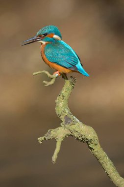 Kingfisher (Alcedo atthis), perched male calling, Neckar, Baden-Wrttemberg, Germany, Europe  clipart