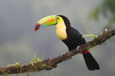Keel-billed Toucan (Ramphastus sulfuratos) perched on a branch, Heredia Province, Costa Rica, Central America clipart