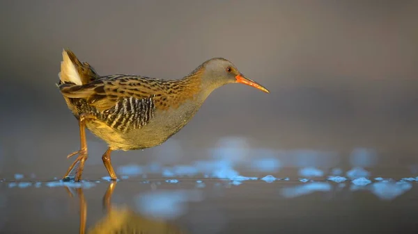 Kolej Wodna Rallus Aquaticus Spacer Wodzie Park Narodowy Kiskunsg Węgry — Zdjęcie stockowe