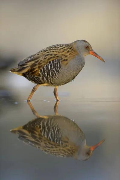 Kolej Wodna Rallus Aquaticus Spacer Wodzie Refleksją Park Narodowy Kiskunsg — Zdjęcie stockowe