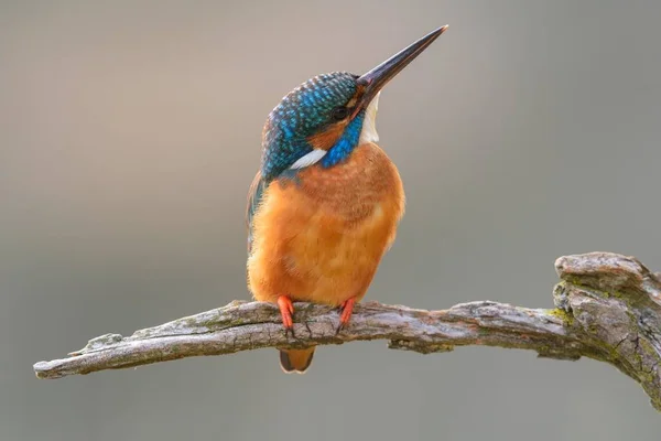 Kingfisher Alcedo Atthis Perched Securing Male Evening Light Illertal Upper — Stock Photo, Image