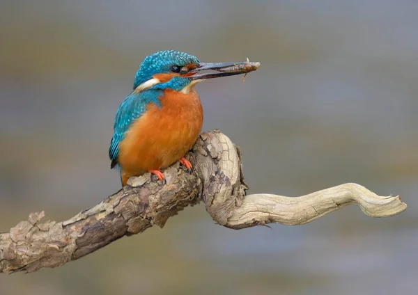Kingfisher Alcedo Atthis Maschio Appollaiato Con Pesce Nel Becco Neckartal — Foto Stock