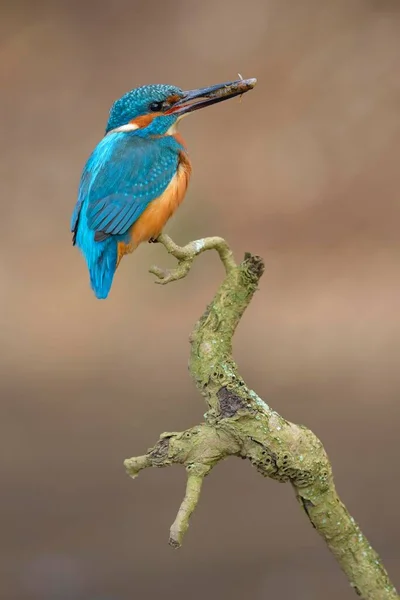 Kingfisher Alcedo Atthis Empoleirado Descansando Macho Com Peixes Seu Bico — Fotografia de Stock