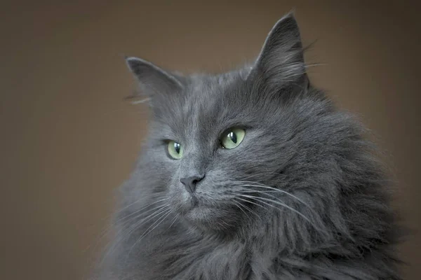 Лісова Кішка Блакитна Чоловіча Чиста Порода Портрет — стокове фото