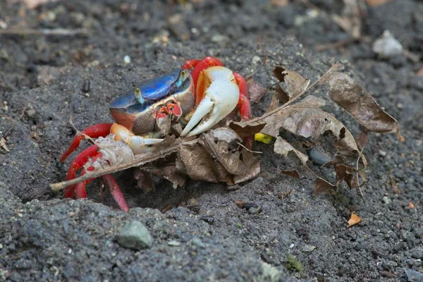 Καβούρι Rainbow Cardisoma Armatum Manuel Antonio National Park District Puntarenas — Φωτογραφία Αρχείου