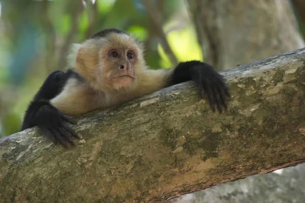 Fehérfejű Kapucinus Cebus Capucinus Manuel Antonio Nemzeti Park Puntarenas Tartomány — Stock Fotó