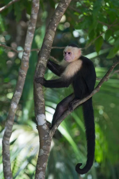 Fehérfejű Kapucinus Cebus Capucinus Fán Manuel Antonio Nemzeti Park Puntarenas — Stock Fotó