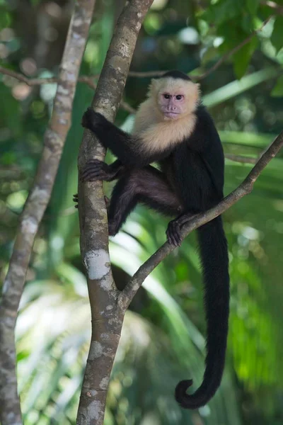 Capuchinho Cabeça Branca Cebus Capucinus Sentado Árvore Parque Nacional Manuel — Fotografia de Stock
