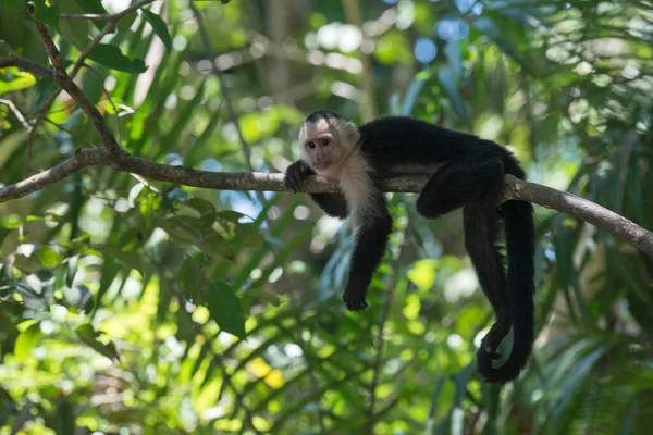 Capuchinho Cabeça Branca Cebus Capucinus Deitado Ramo Das Árvores Parque — Fotografia de Stock