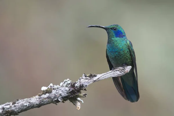 Violeta Verde Coruscos Colibri Sentados Rama Parque Nacional Los Quetzales — Foto de Stock