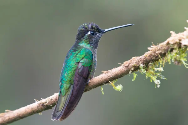 Magnificent Hummingbird Eugene Fulgens Perched Tree Branch Male Los Quetzales — Stock Photo, Image