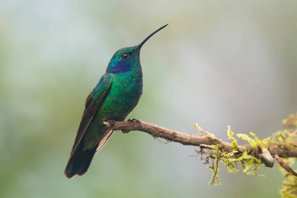 Green Violetear Colibri Coruscans Sitting Branch Los Quetzales National Park — Stock Photo, Image