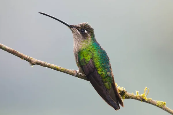 Magnificent Hummingbird Eugene Fulgens Perched Branch Female Los Quetzales National — Stock Photo, Image